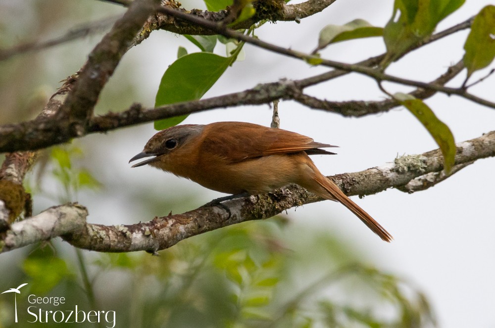 Chestnut-crowned Becard - ML625172411