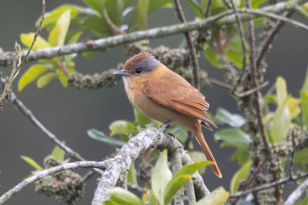 Chestnut-crowned Becard - Samanvitha Rao