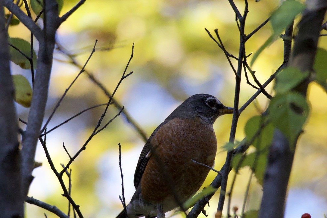 American Robin - ML625172488