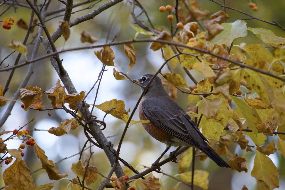 American Robin - ML625172489