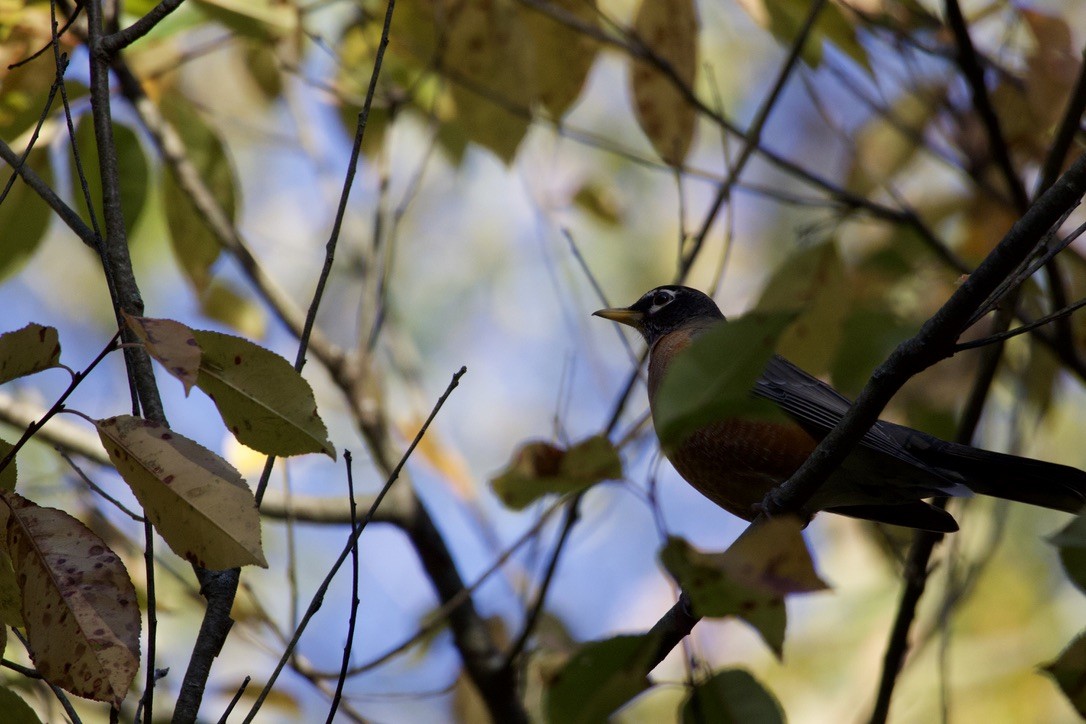 American Robin - ML625172490