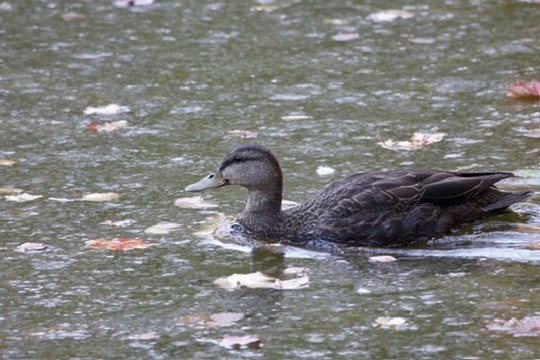 American Black Duck - ML625172508