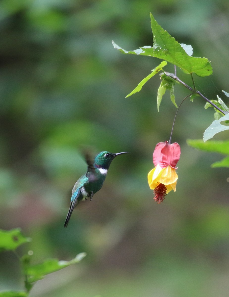 White-throated Daggerbill - ML625172532