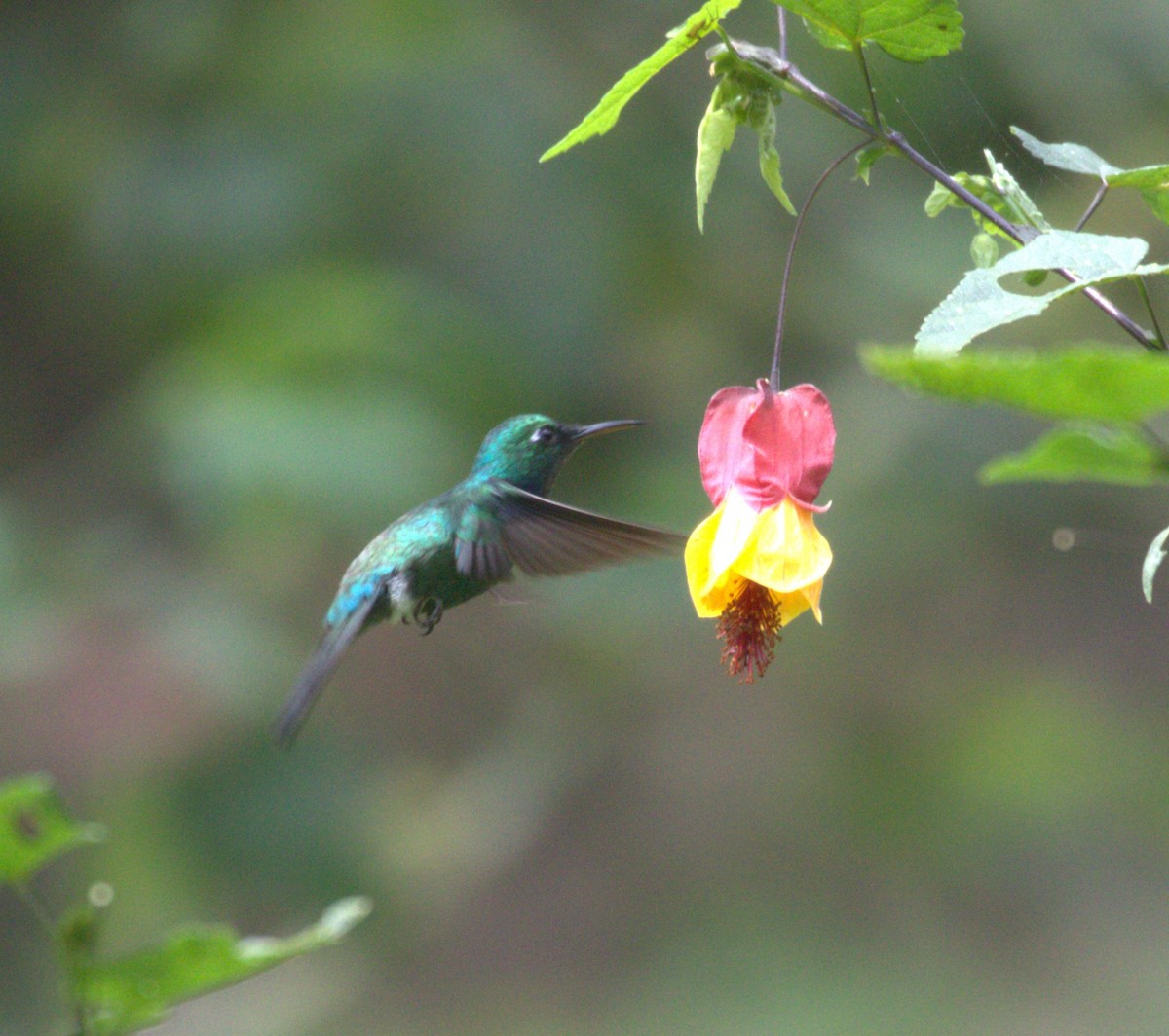 White-throated Daggerbill - ML625172536