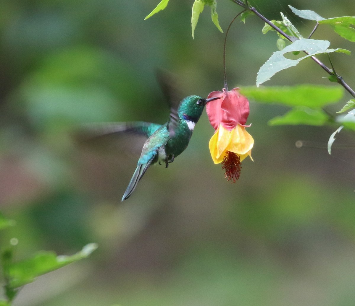 White-throated Daggerbill - Don Coons