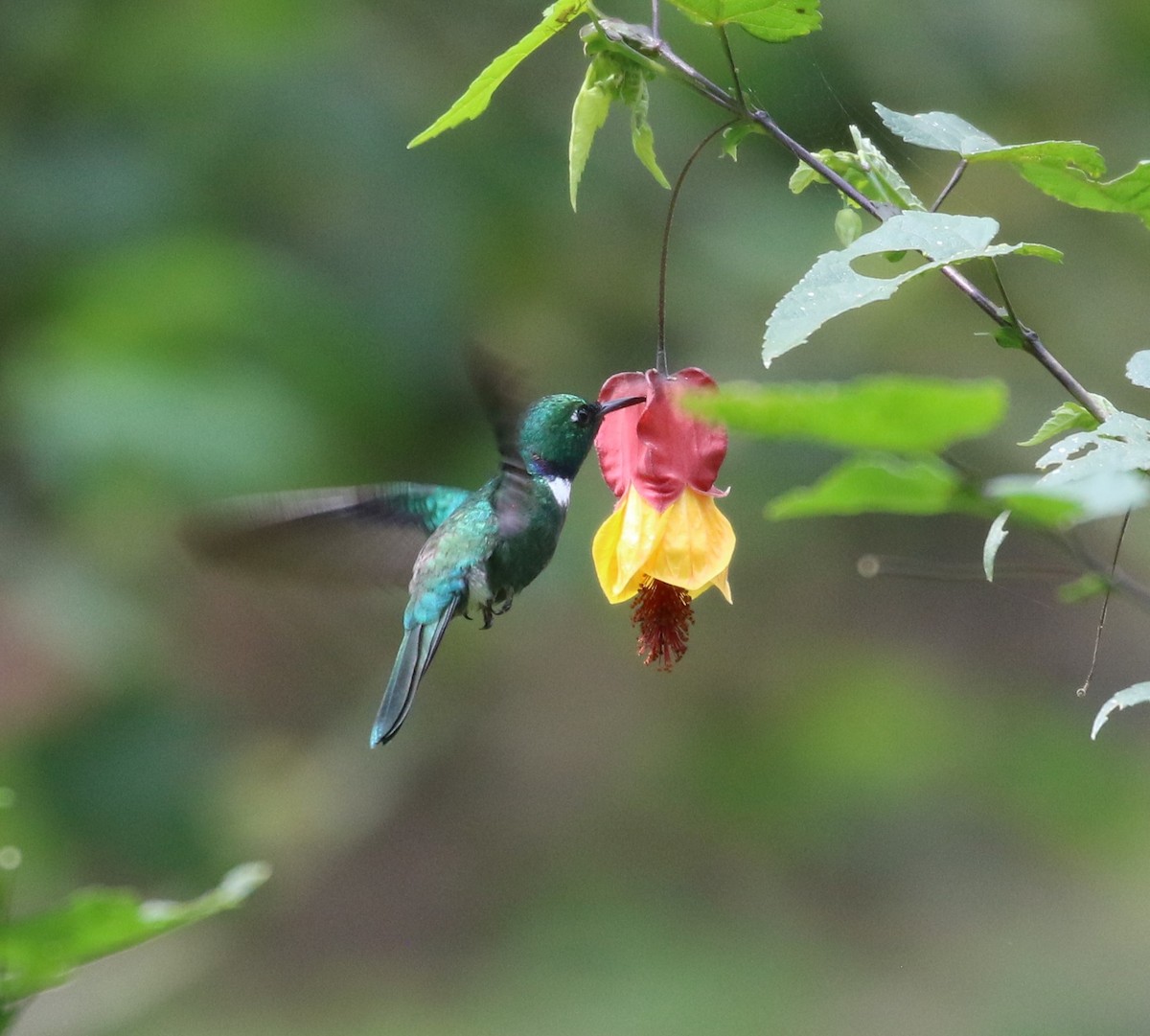 White-throated Daggerbill - ML625172543