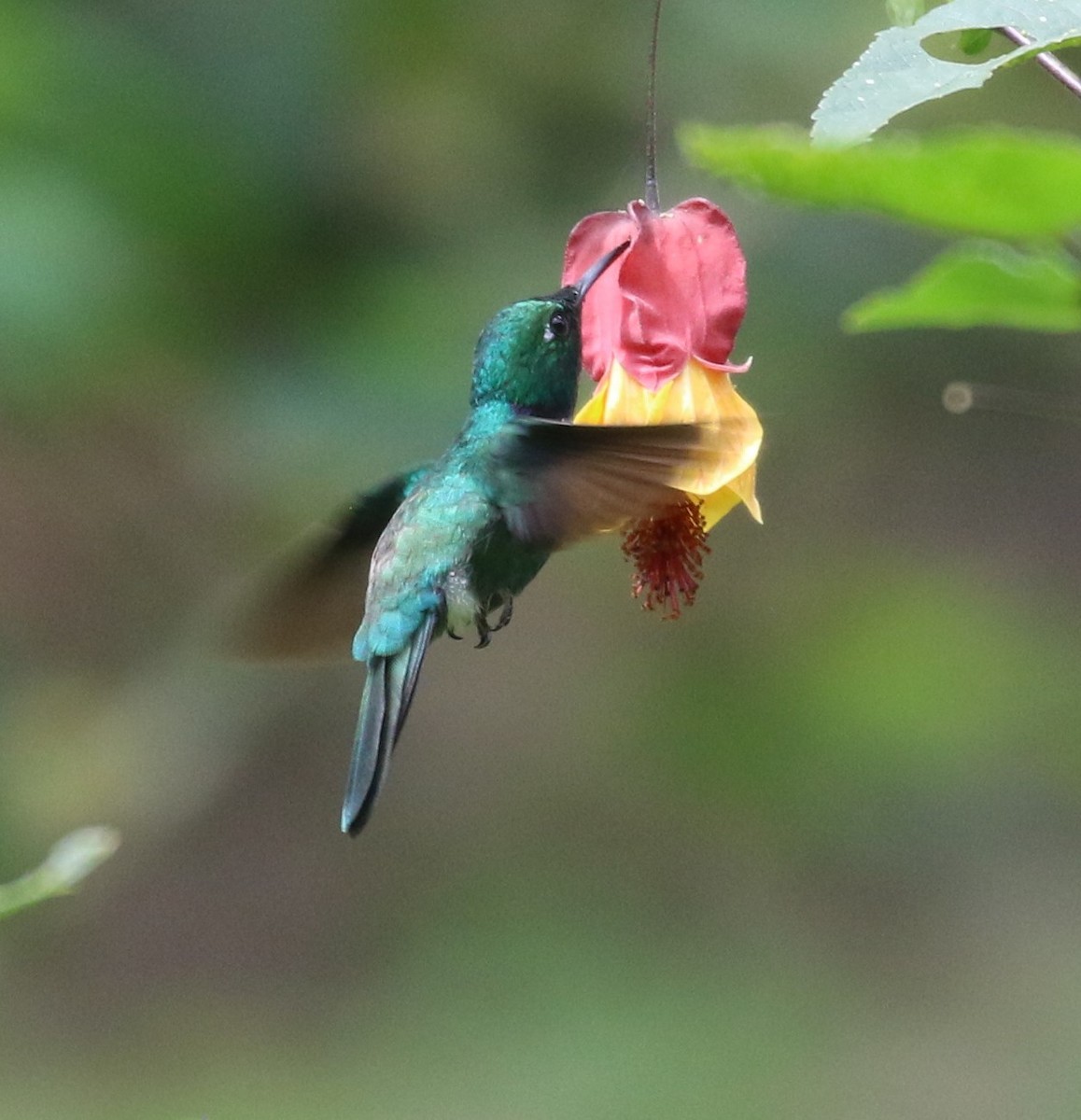 White-throated Daggerbill - Don Coons