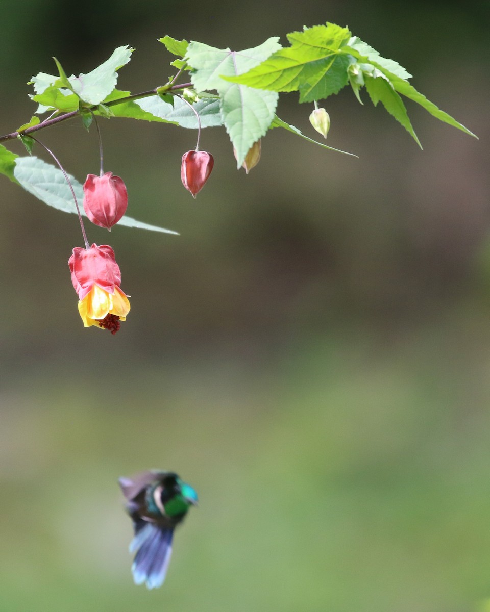 White-throated Daggerbill - Don Coons