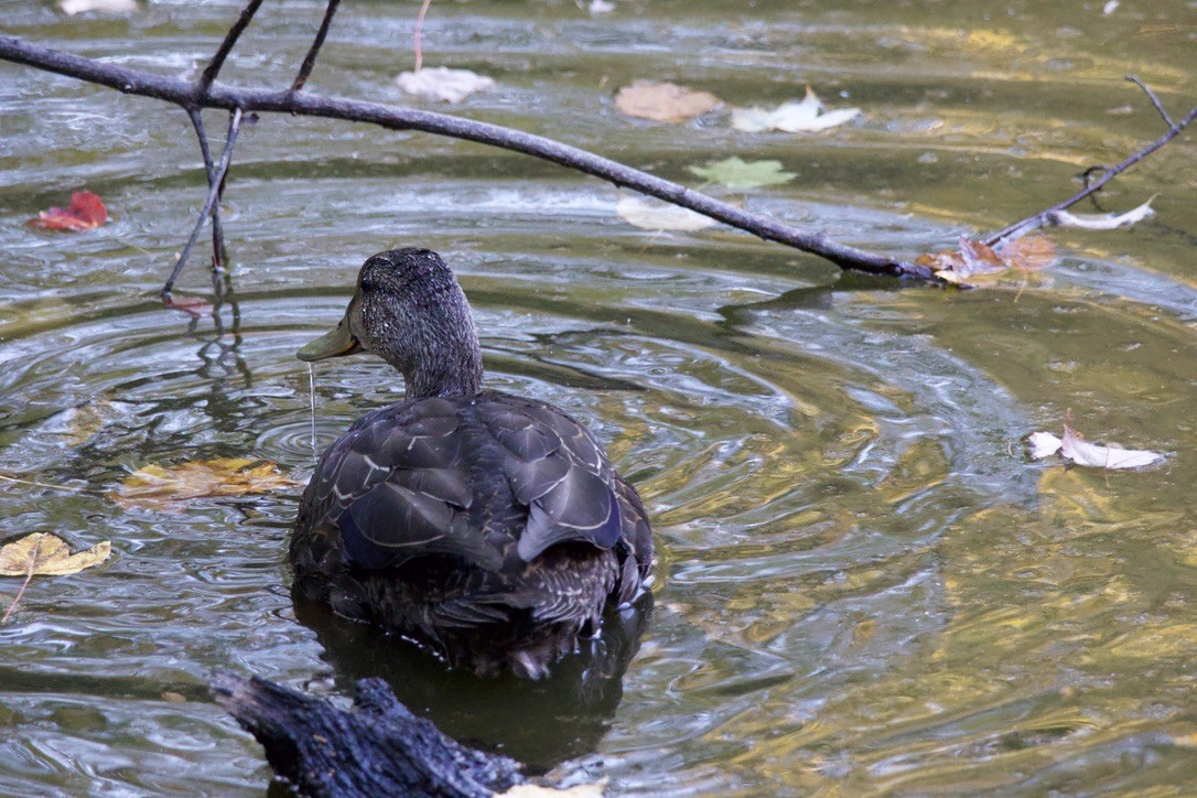 American Black Duck - ML625172677