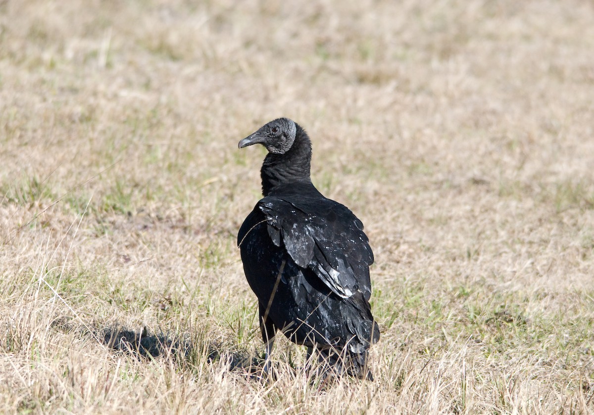 Black Vulture - ML625172926