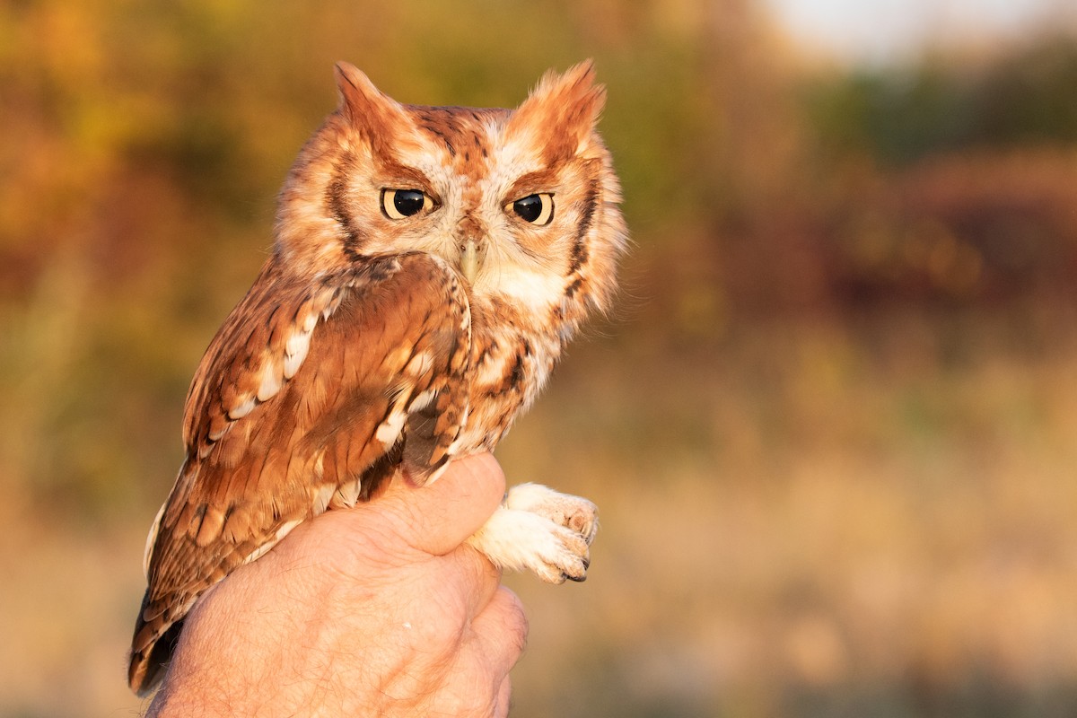 Eastern Screech-Owl - ML625172971