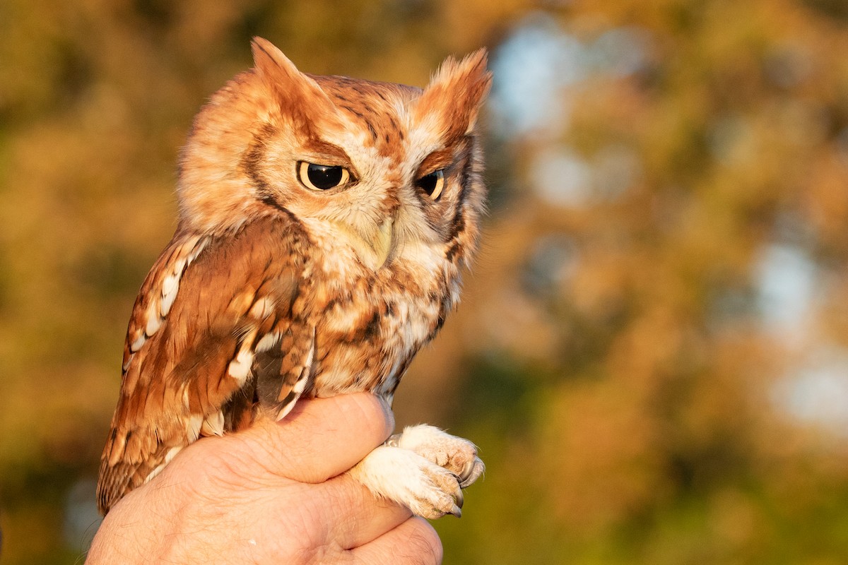 Eastern Screech-Owl - ML625172976