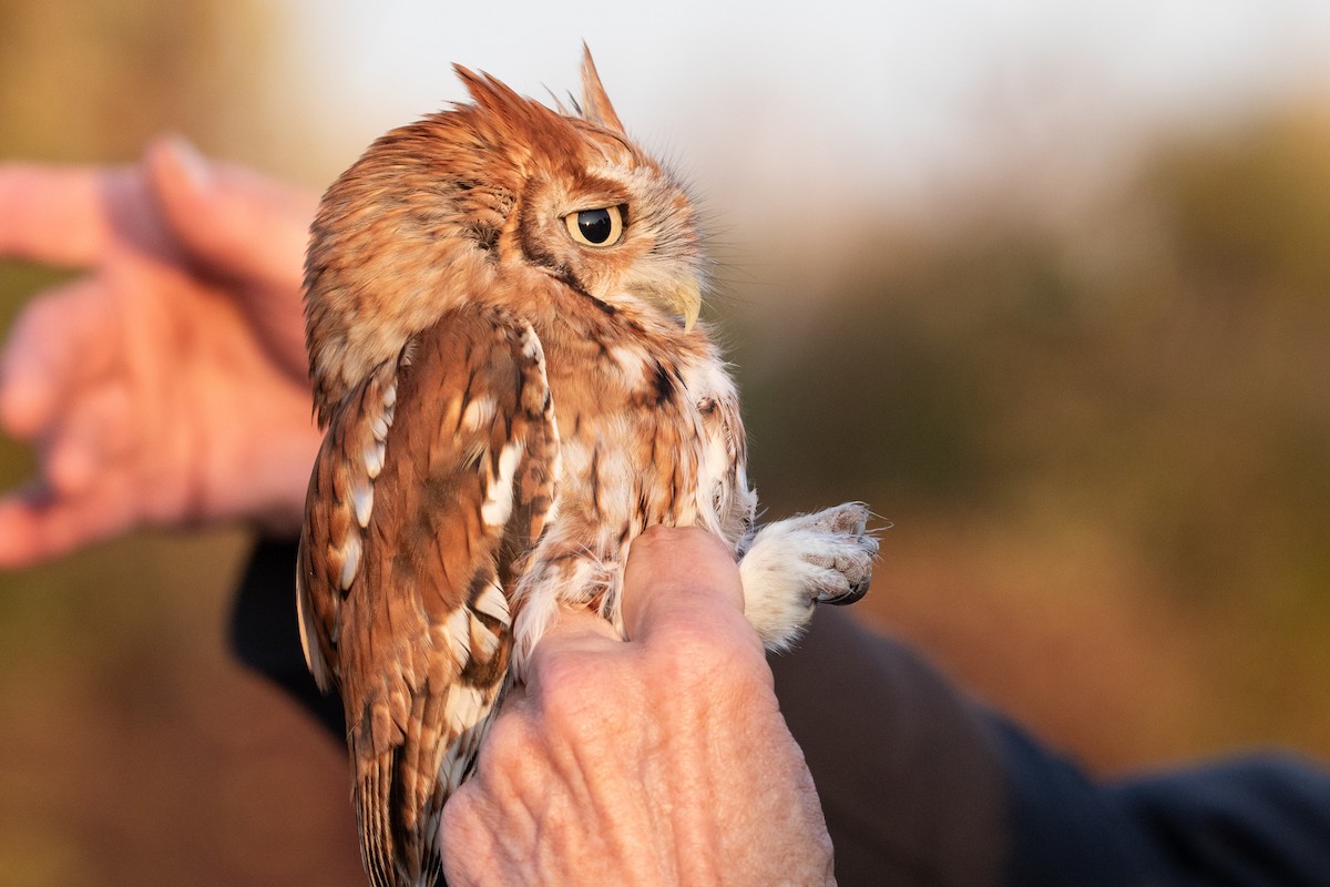 Eastern Screech-Owl - ML625172978