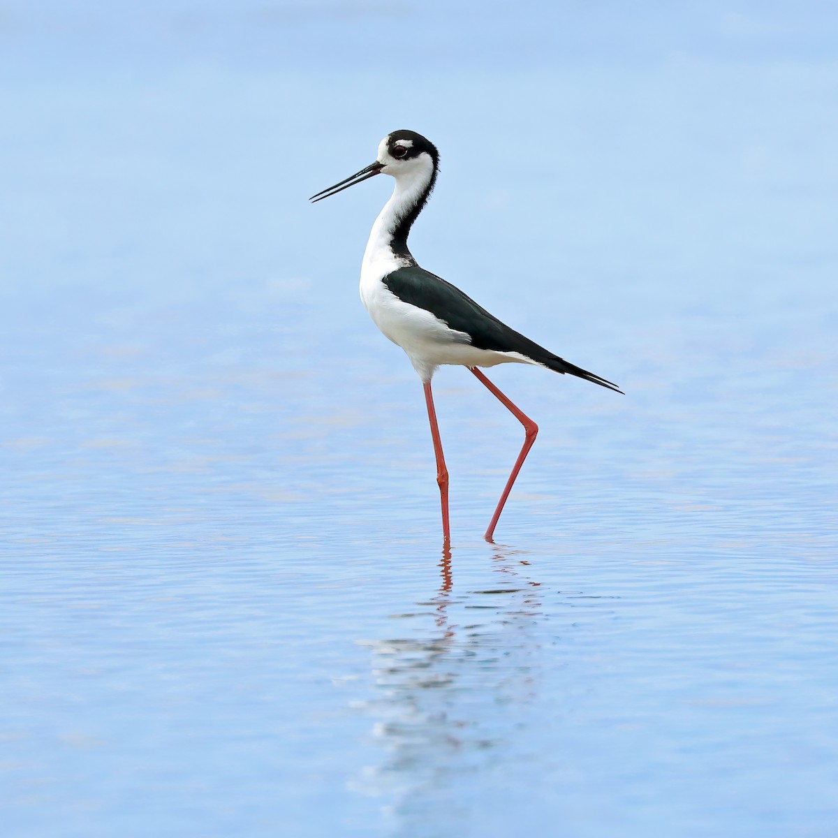 Black-necked Stilt - ML625173070