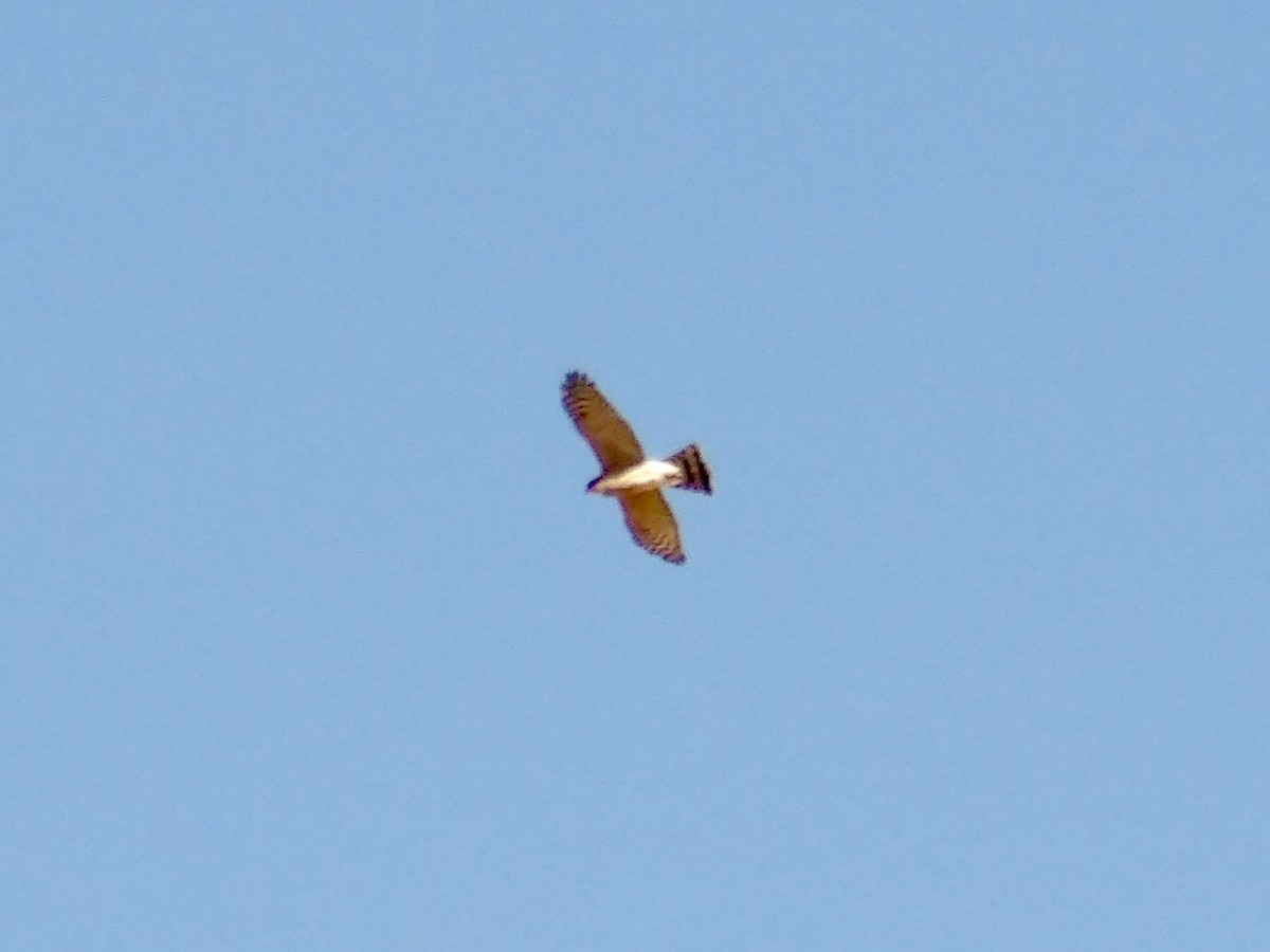 Sharp-shinned Hawk - ML625173189