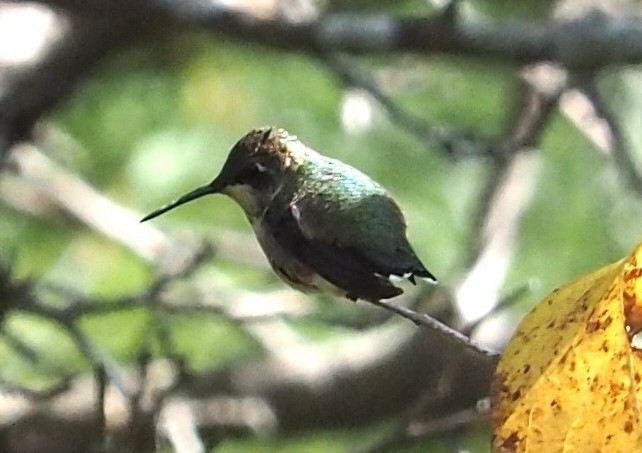 Ruby-throated Hummingbird - ML625173191