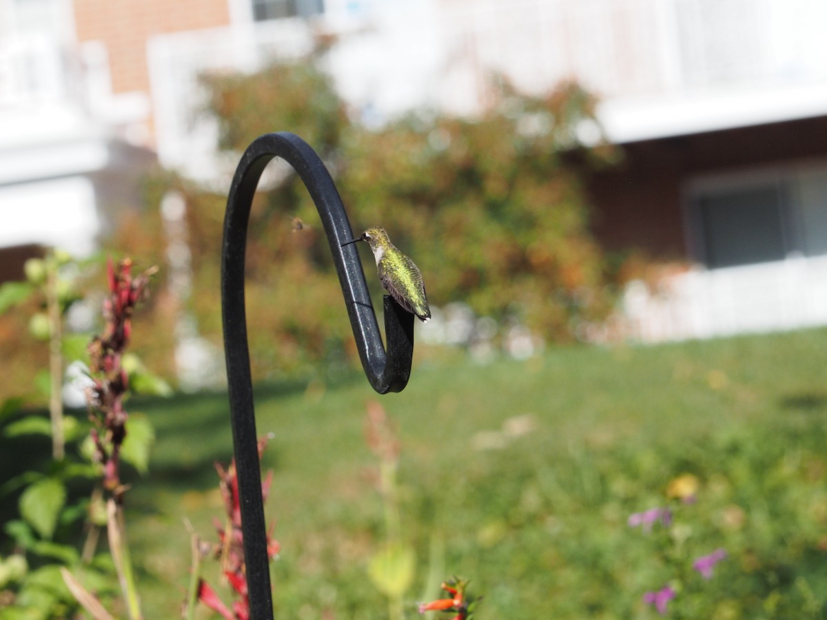 Ruby-throated Hummingbird - ML625173205