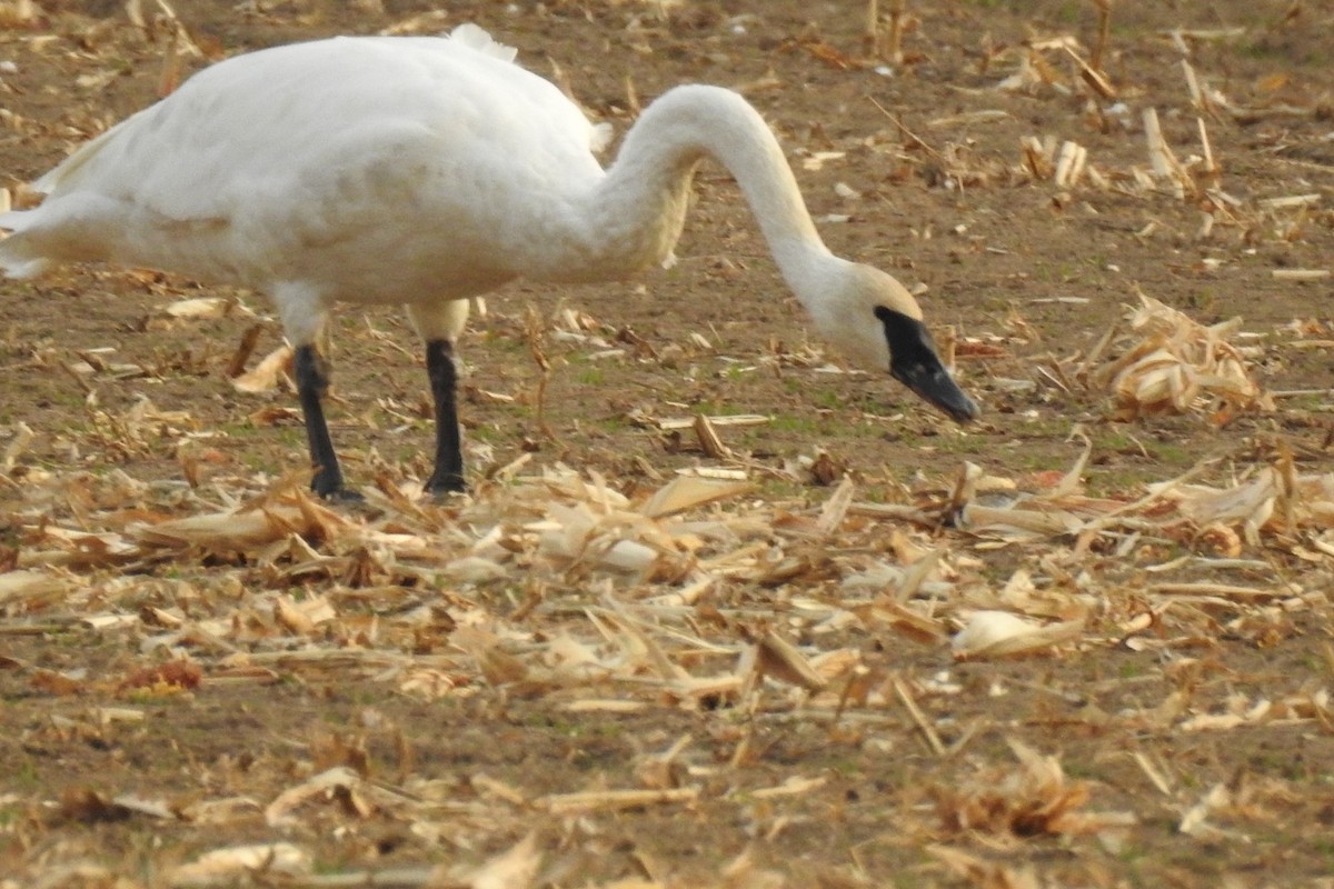 Trumpeter Swan - ML625173540