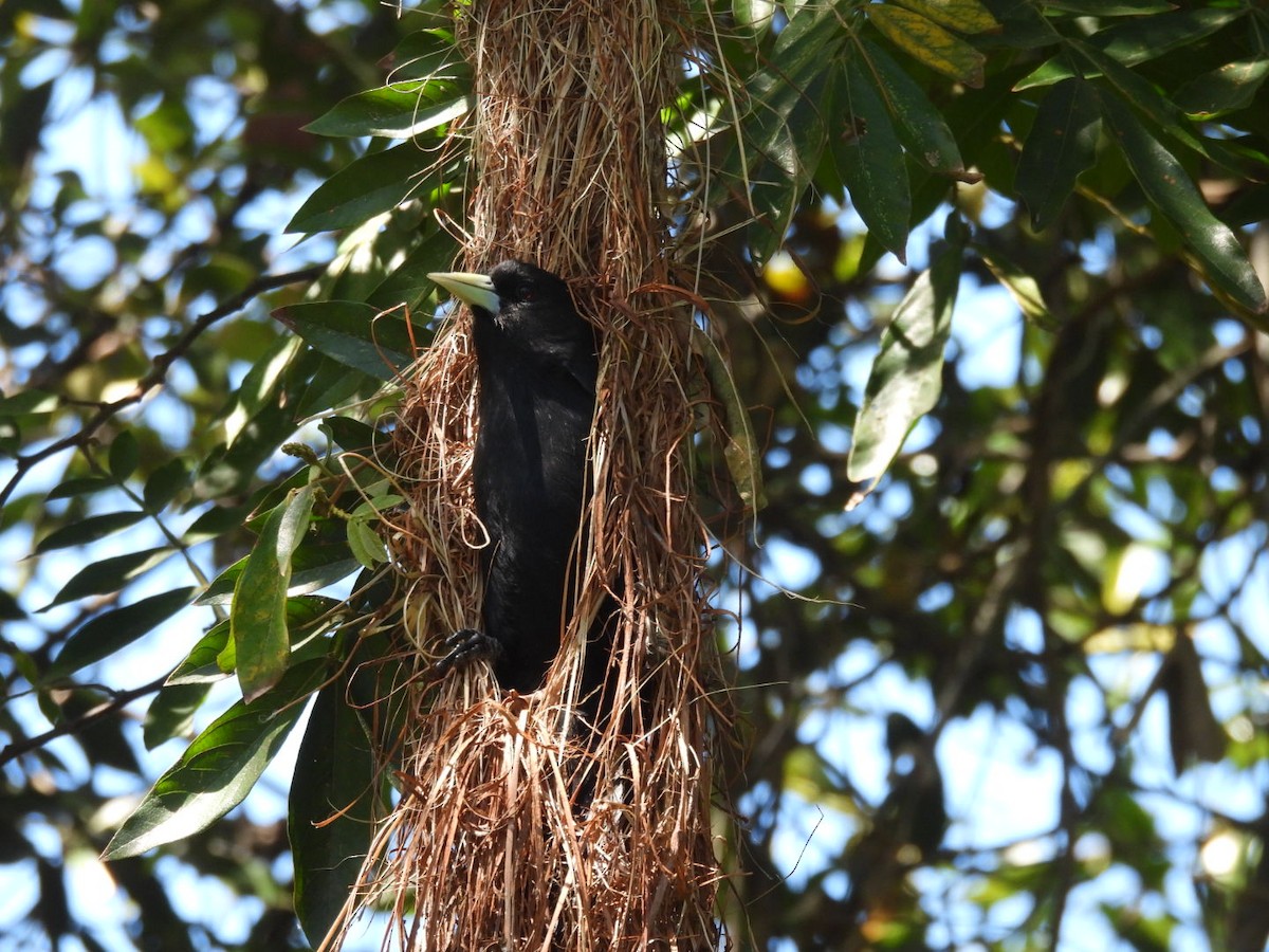 Solitary Black Cacique - ML625173707