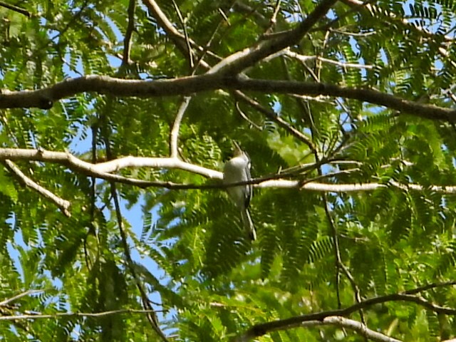 Tropical Gnatcatcher - ML625173711