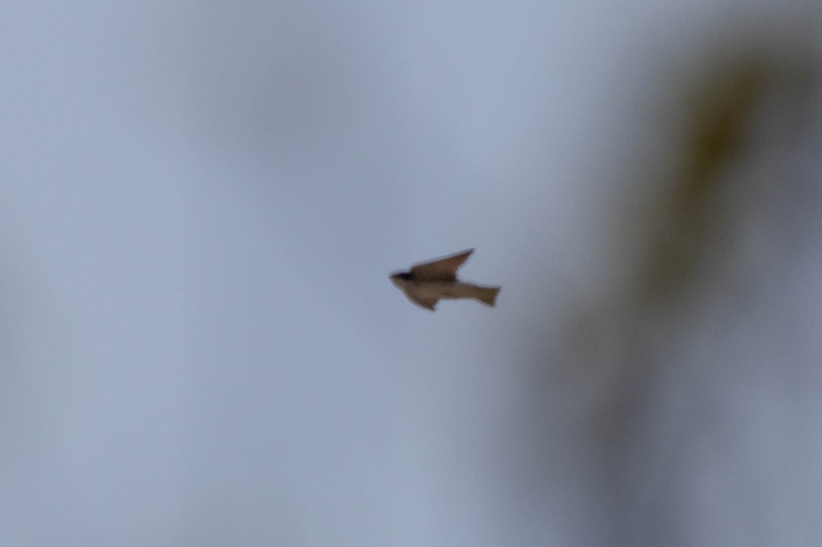 White-rumped Swallow - ML625173793