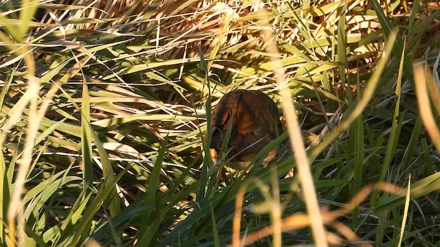 Purple Gallinule - ML625173836