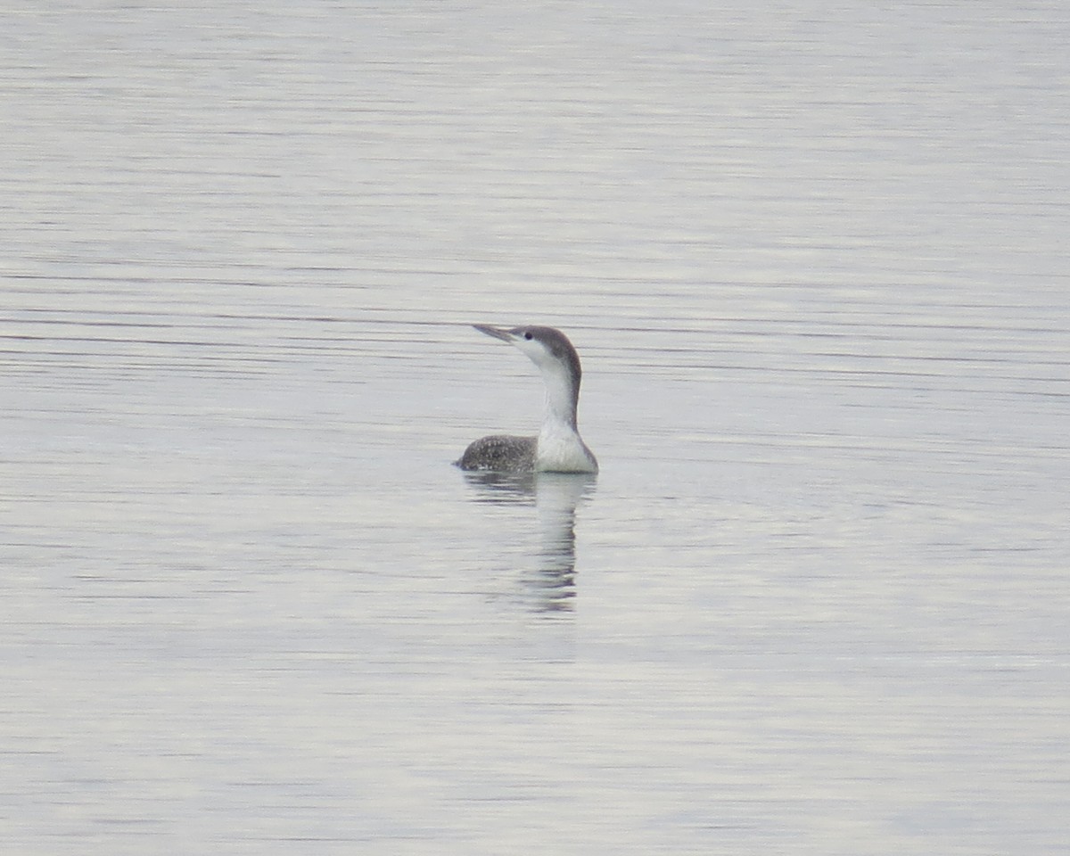 Red-throated Loon - ML625173973