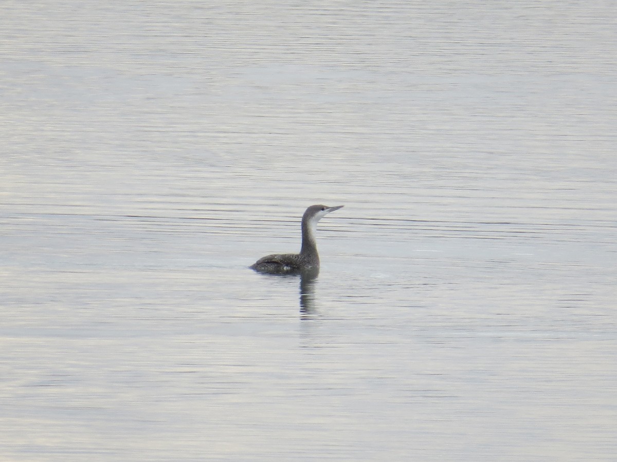 Red-throated Loon - ML625173981