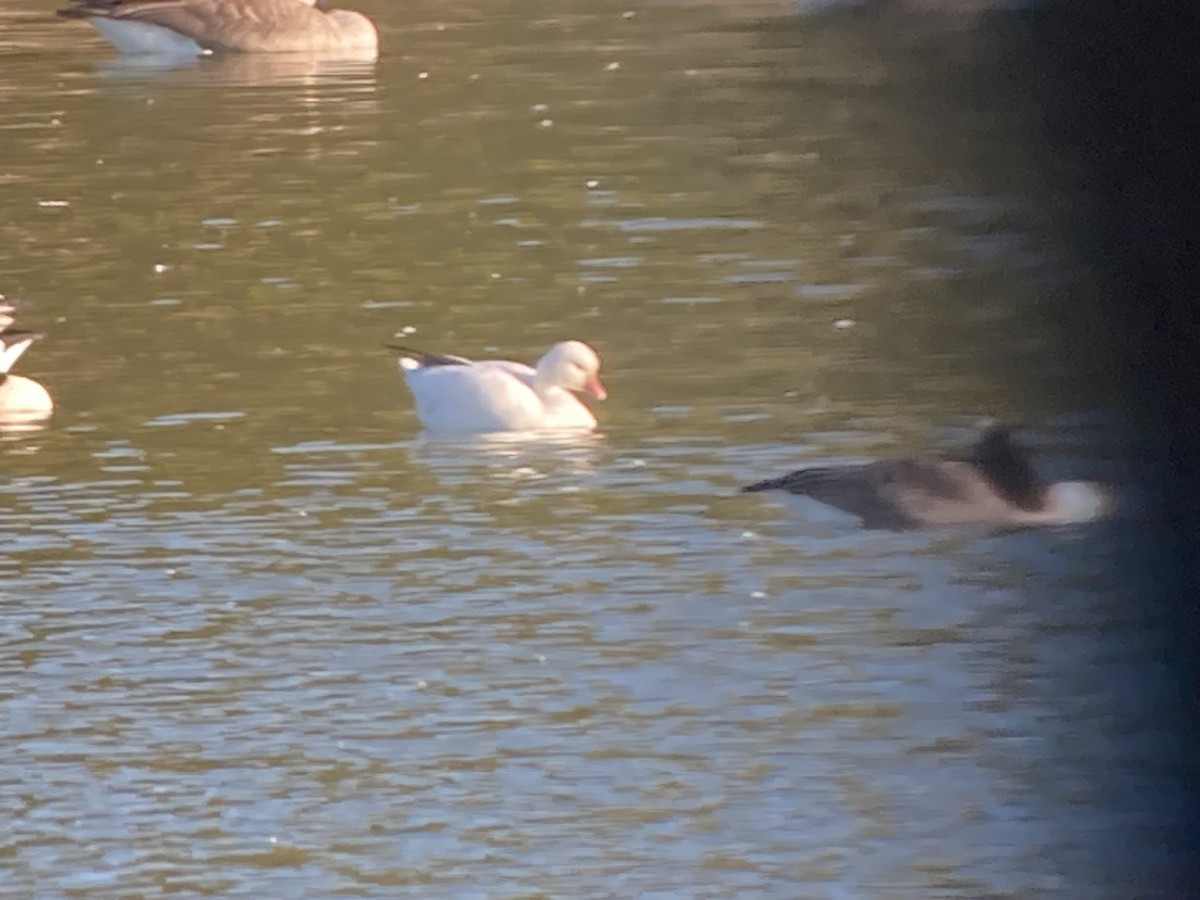 Ross's Goose - ML625174026