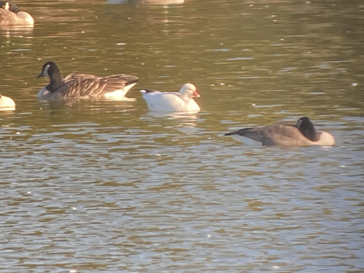 Ross's Goose - ML625174027