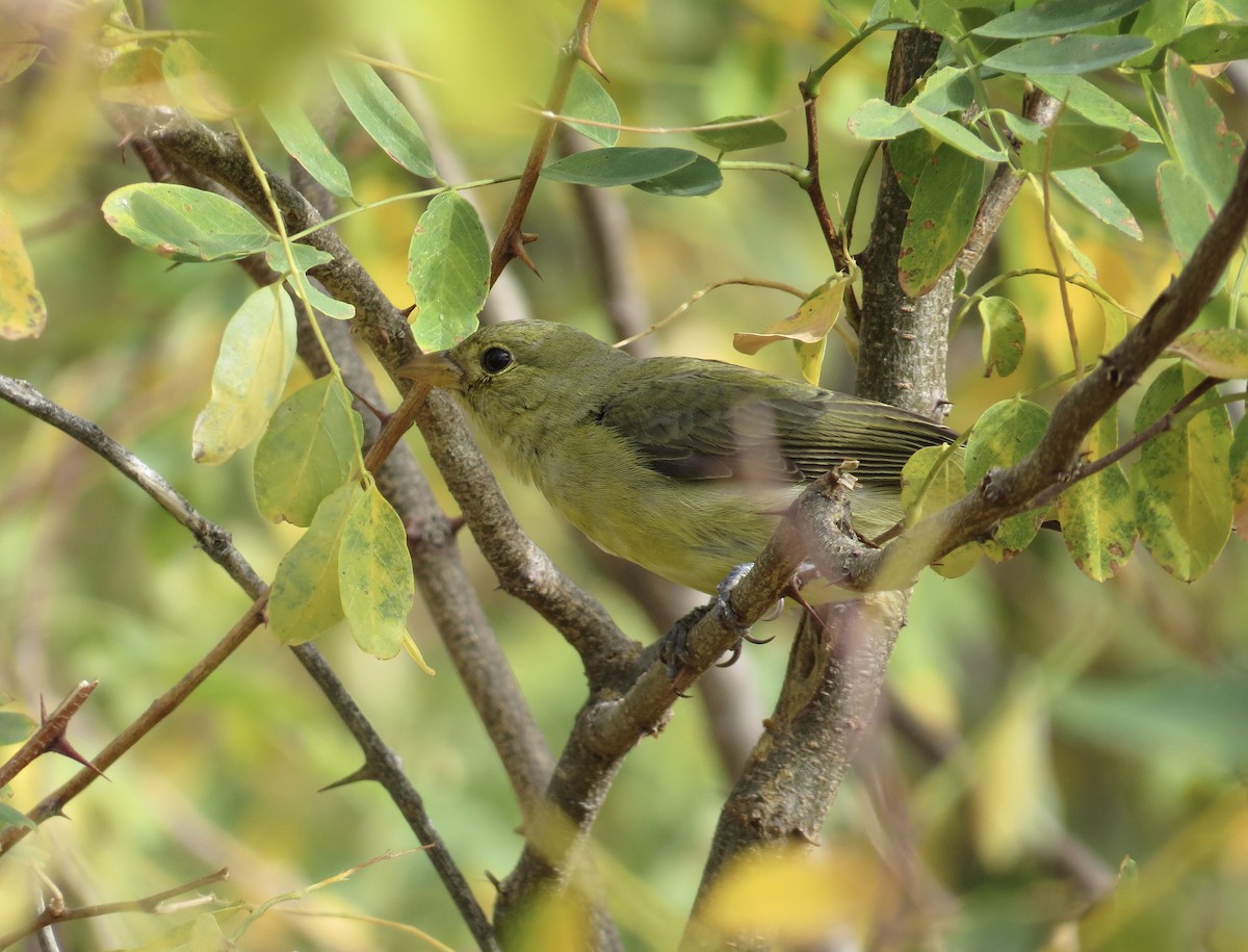 Scarlet Tanager - ML625174055