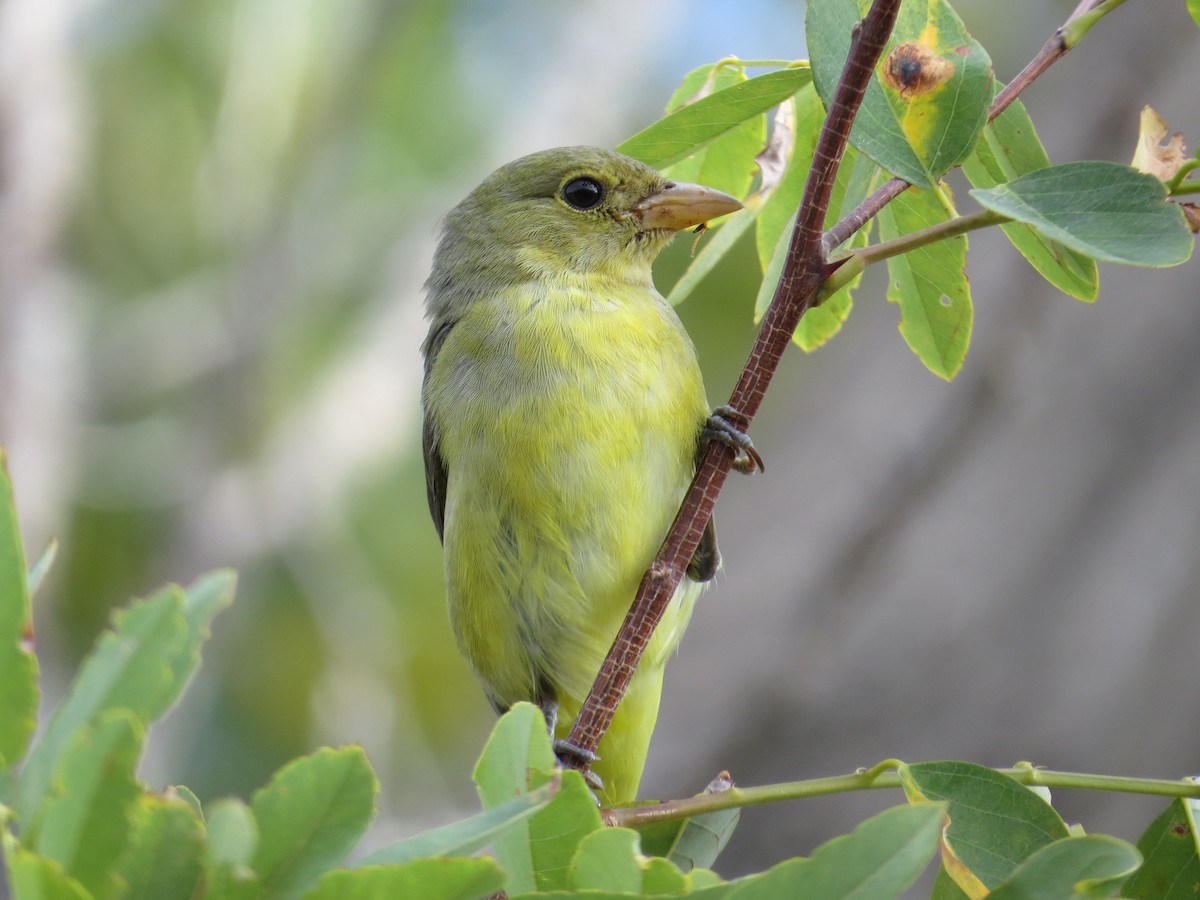 Scarlet Tanager - ML625174059