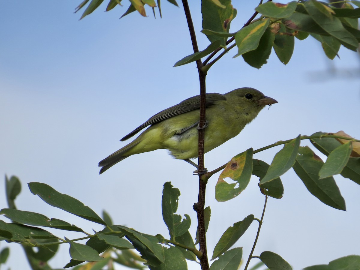 Scarlet Tanager - ML625174079