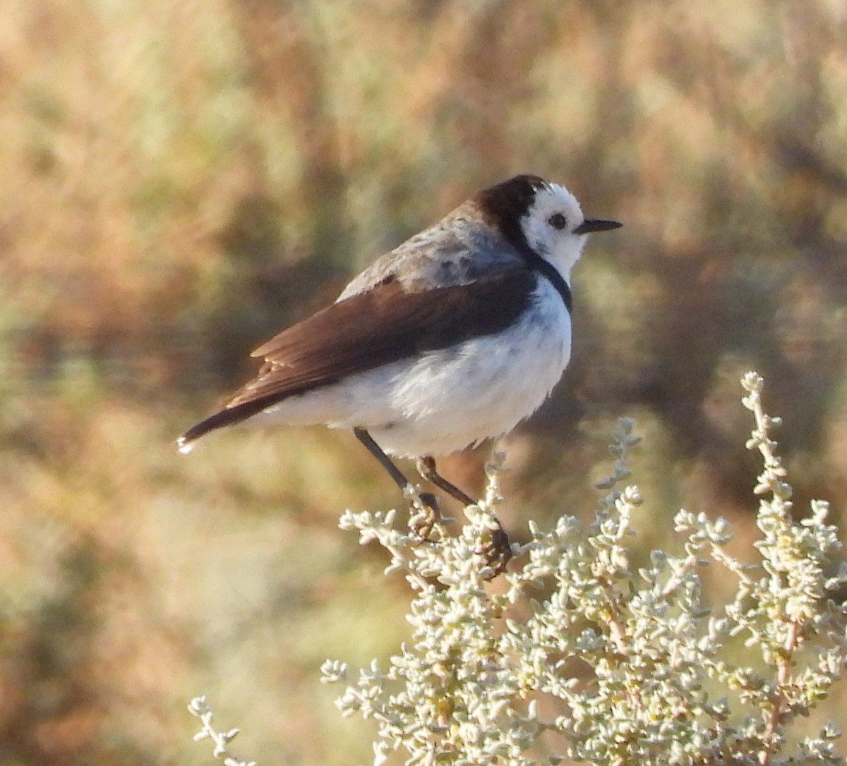 White-fronted Chat - Rodney van den Brink