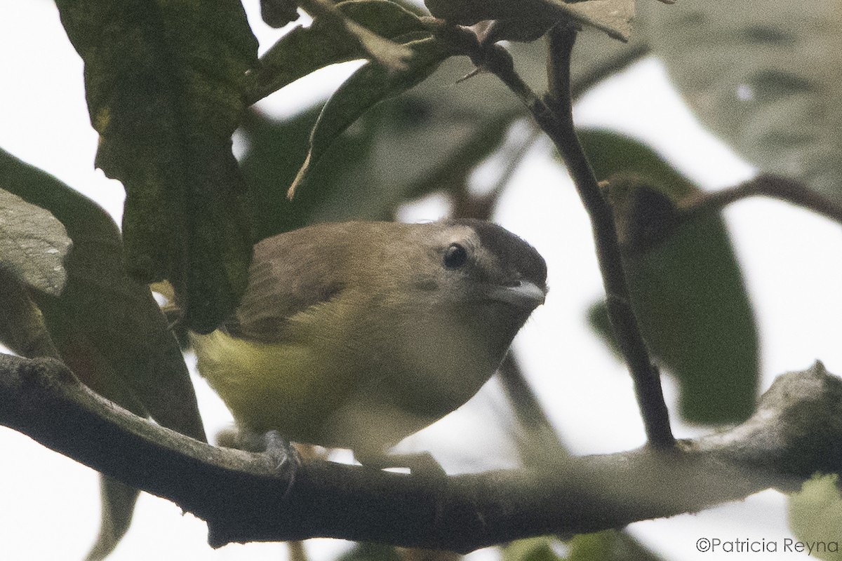 Brown-capped Vireo - ML625174205