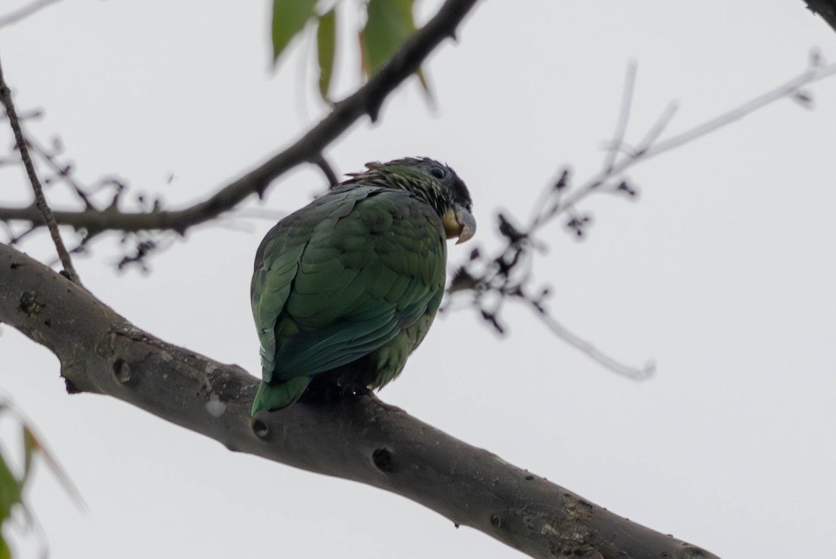 Scaly-headed Parrot - ML625174218