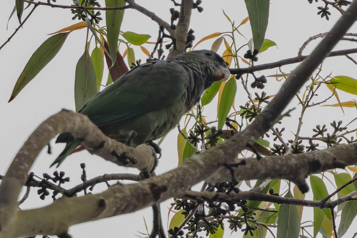 Scaly-headed Parrot - Samanvitha Rao