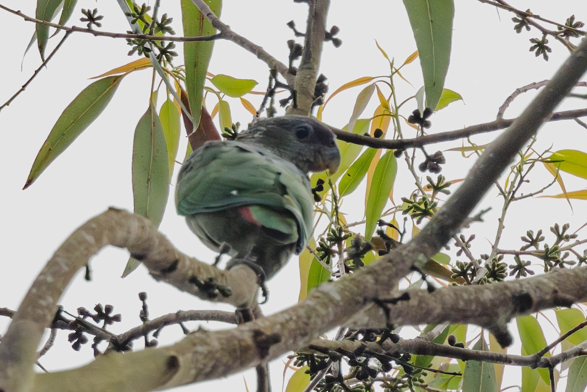 Scaly-headed Parrot - ML625174220