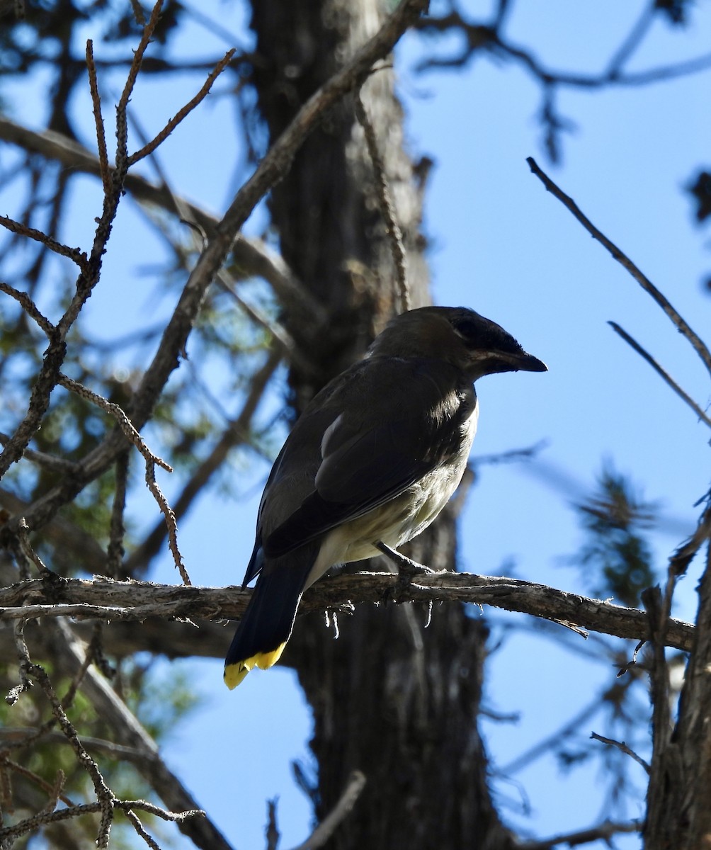 Cedar Waxwing - ML625174253