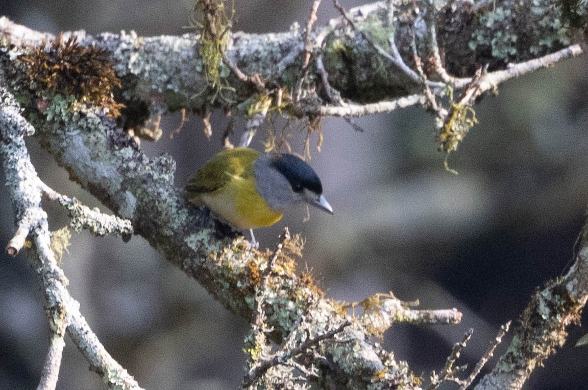 Green-backed Becard - ML625174281