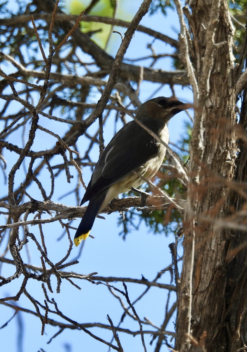 Cedar Waxwing - ML625174295