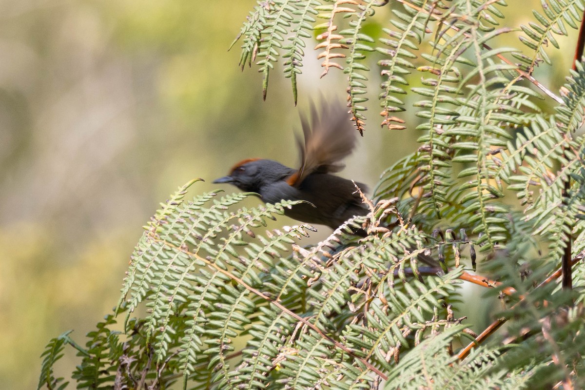 Spix's Spinetail - ML625174301