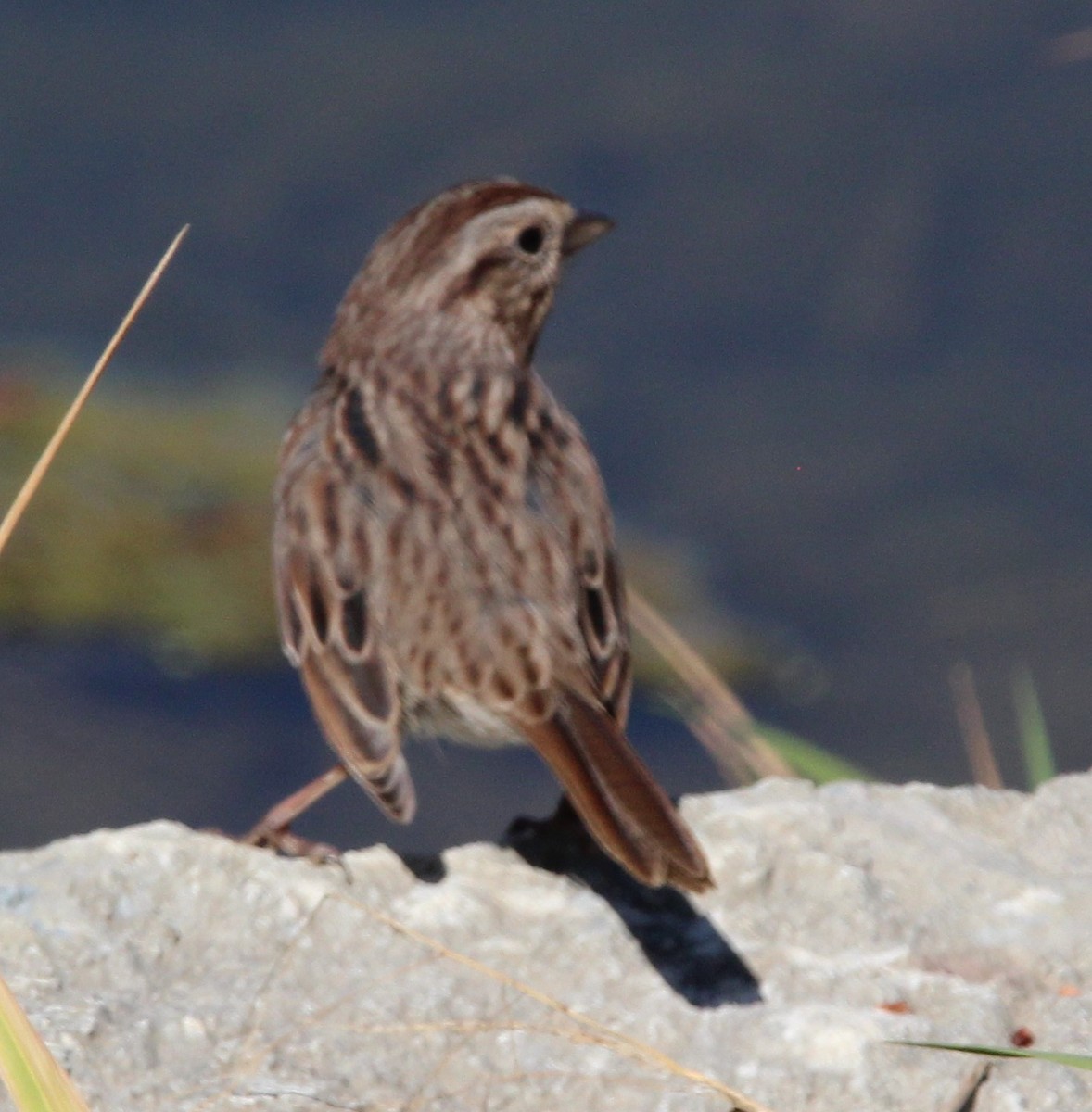 Song Sparrow - ML625174306