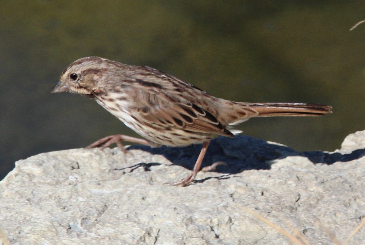 Song Sparrow - ML625174307