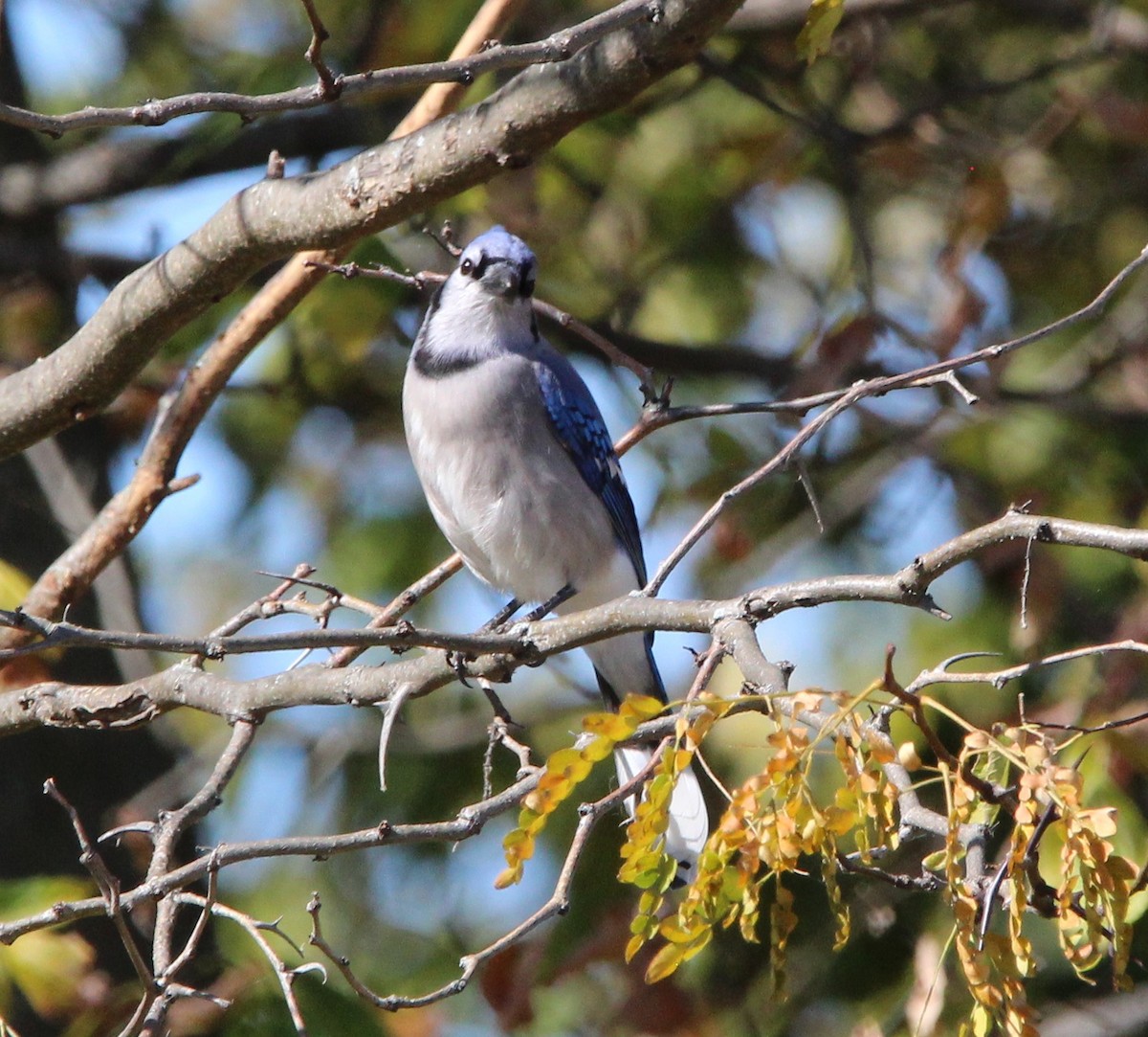 Blue Jay - ML625174325