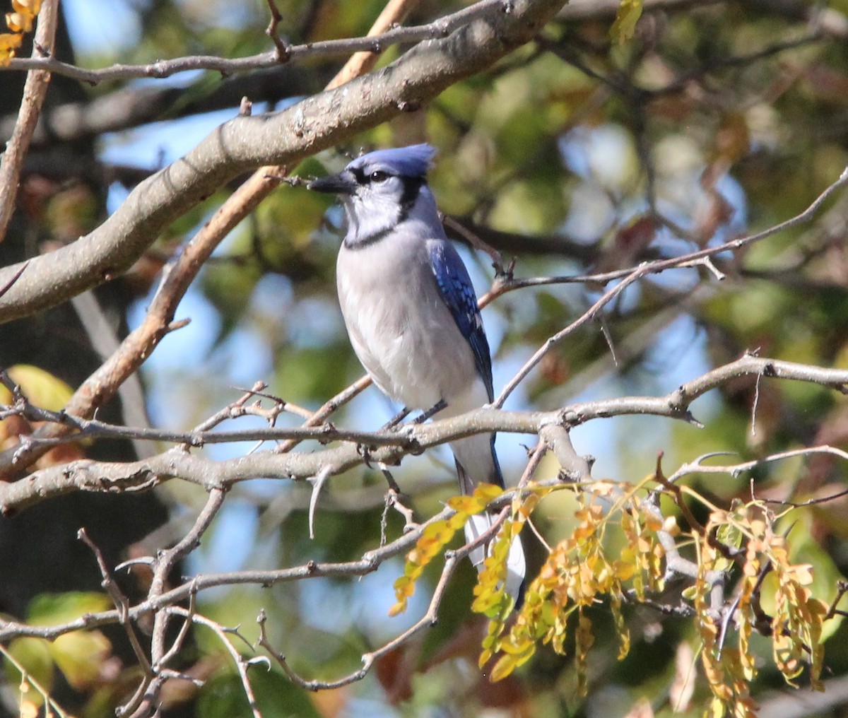 Blue Jay - ML625174326