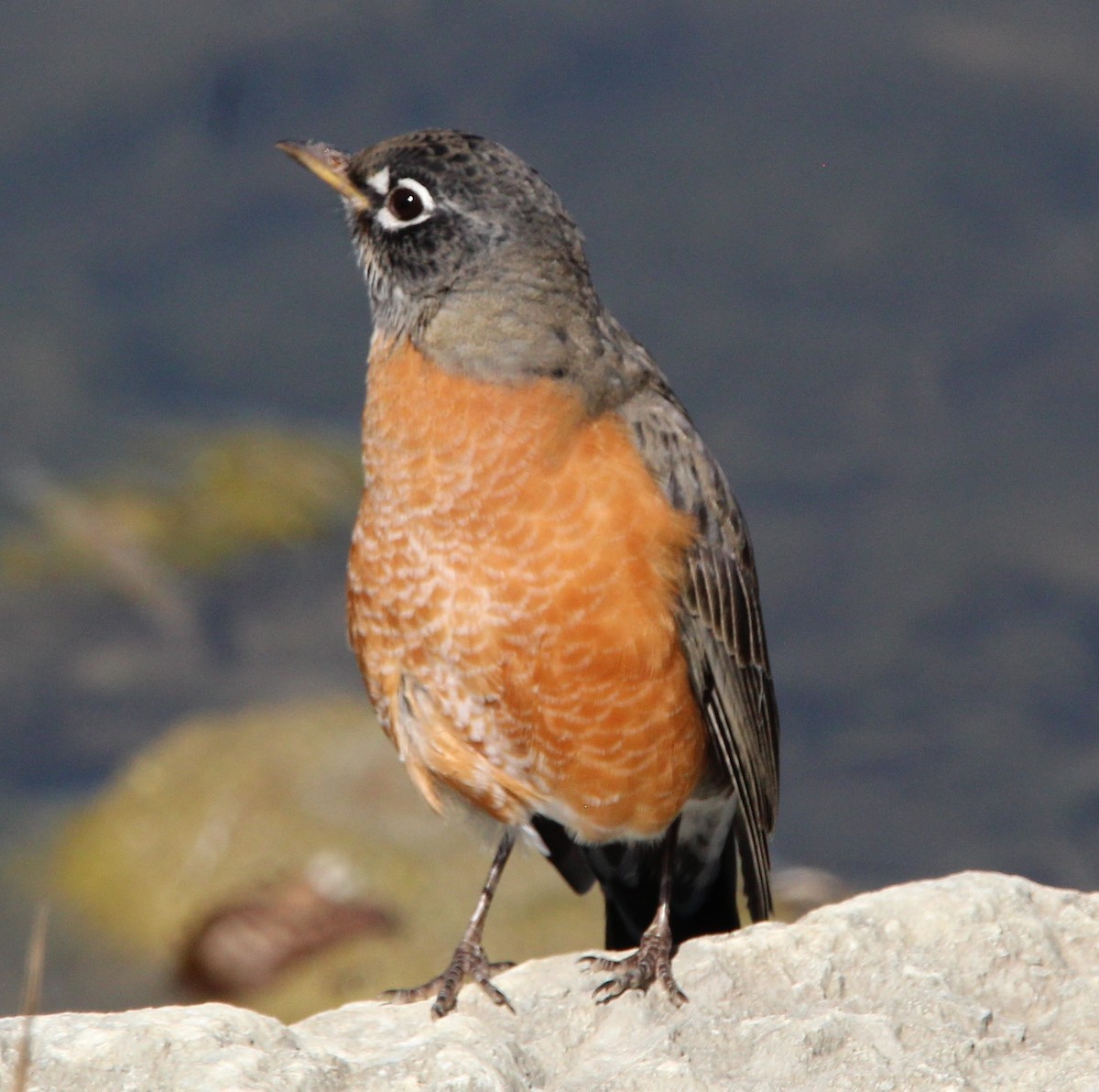 American Robin - ML625174334