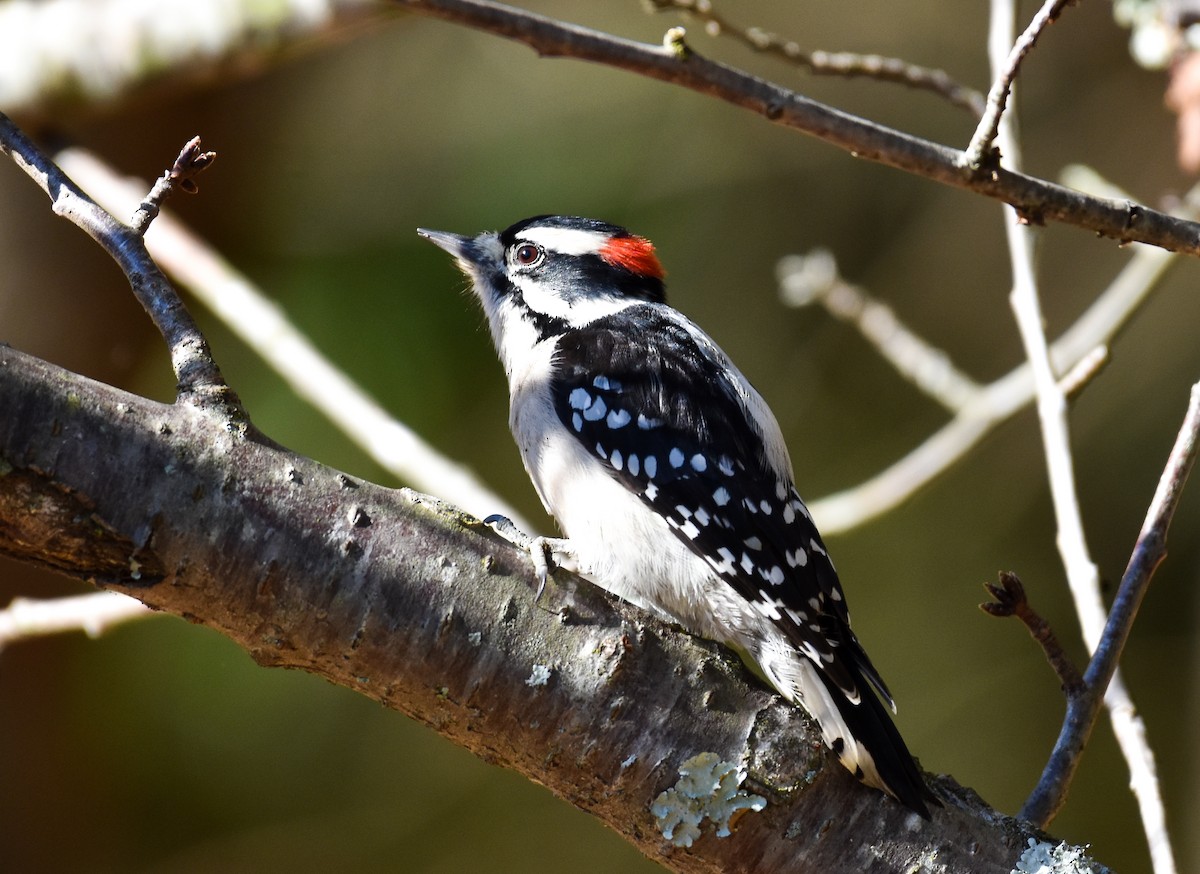 Downy Woodpecker - ML625174339