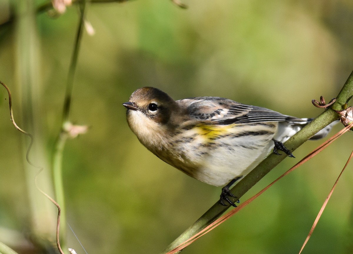 lesňáček žlutoskvrnný (ssp. coronata) - ML625174344