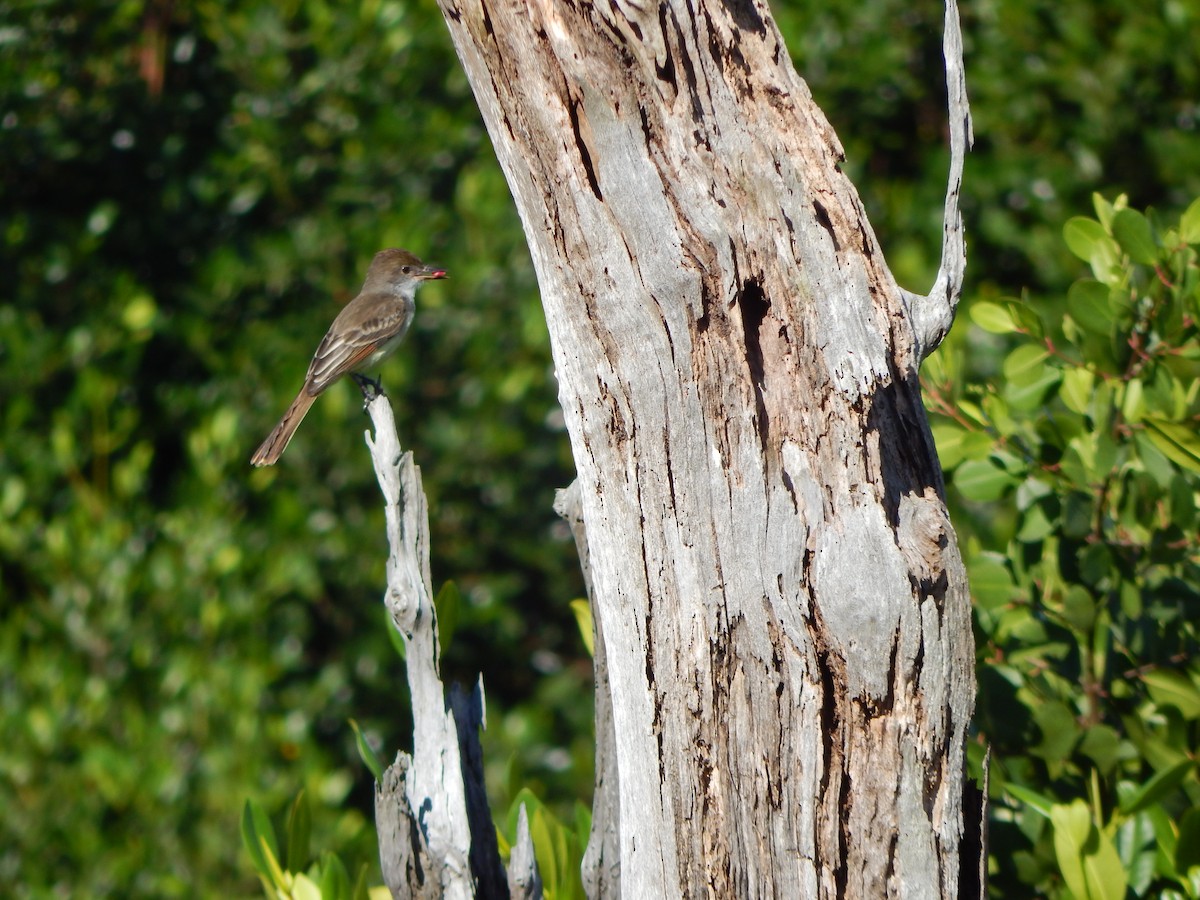 Grenada Flycatcher - ML625174397